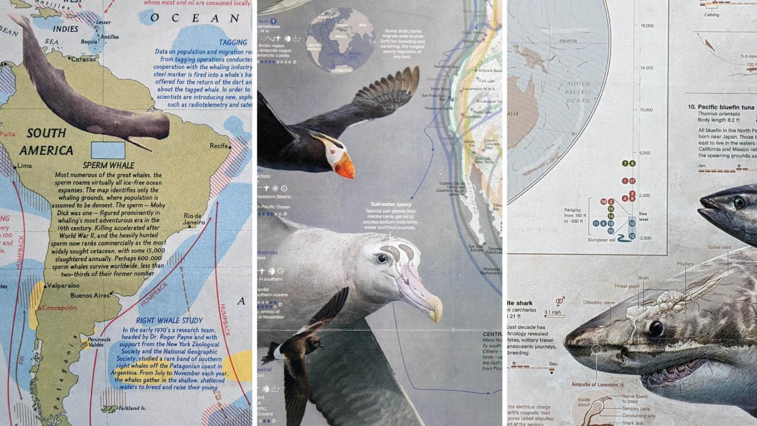 Three maps titled, National Geographic: “The Great Whales” 1976; “How Birds Migrate” 2018; and “Great Migrations” 2010 all showing pictures of animal species