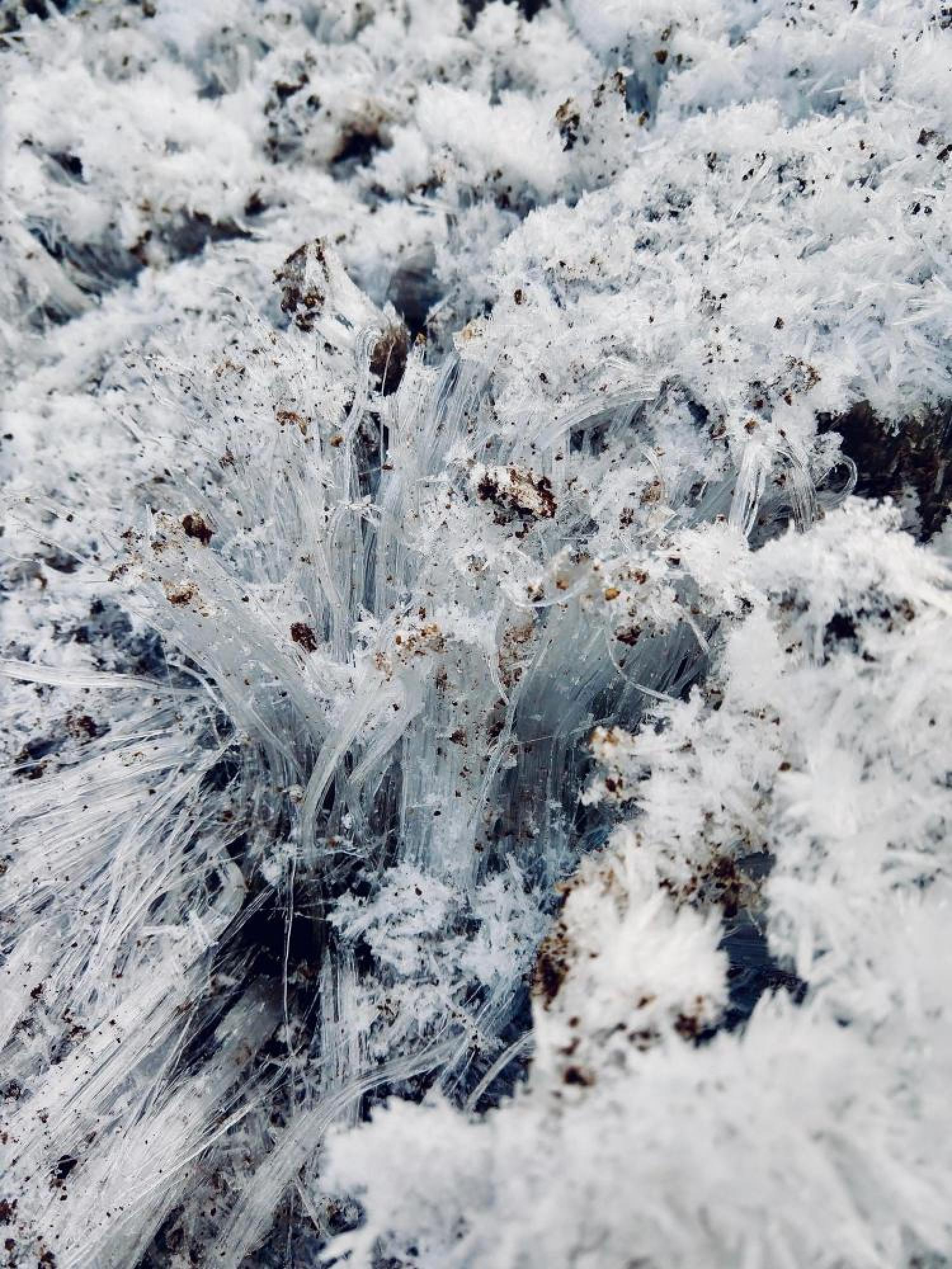 Needle Ice, first place photograph from the 2018-2019 ESM contest